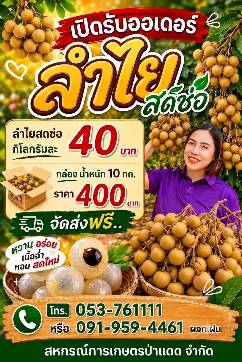 ลำไยสดช่อ ลำไยป่าแดด ลำไยเชียงราย
